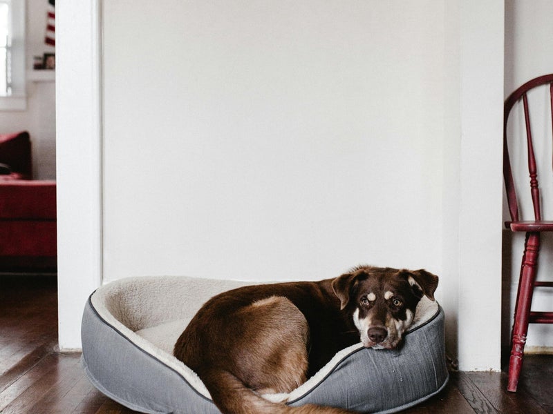 Kidney support nutrition